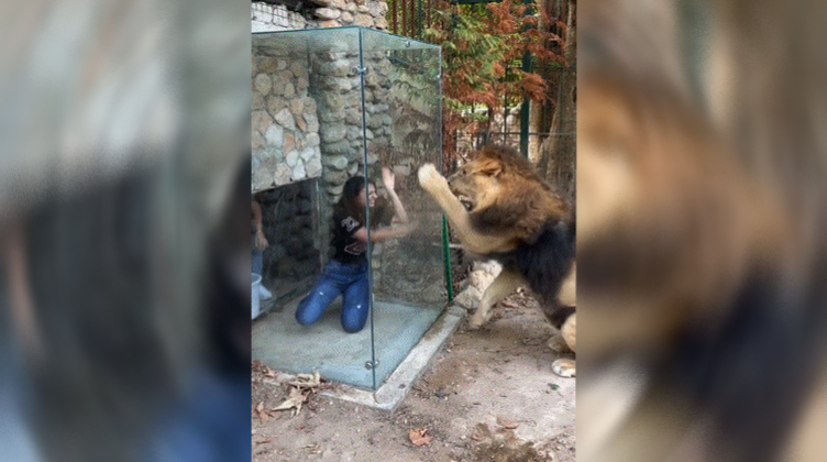 A zoo in Lebanon tortures a lion in a provocative manner – Politics – International Variety