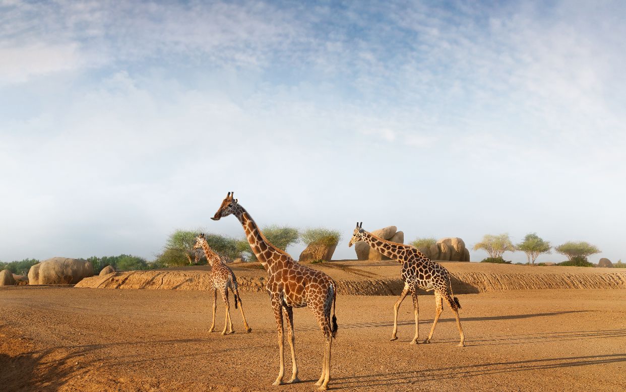 Al Ain Zoo integrates Rothschild giraffes with the African Al Ain Safari – Fujairah Ice Network