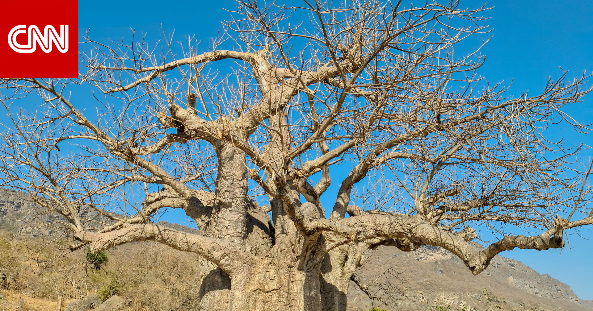 It’s like a horror movie. Get to know this rare tree in the Sultanate of Oman