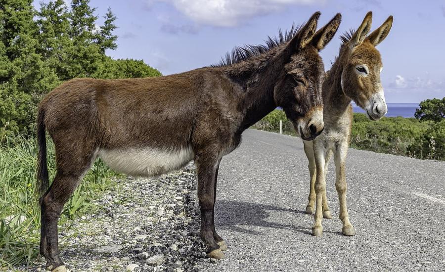 Egyptian Farmers Syndicate: Donkeys are on the verge of extinction