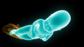 A “very important” study provides unprecedented insight into the mysterious stage of the human embryo!