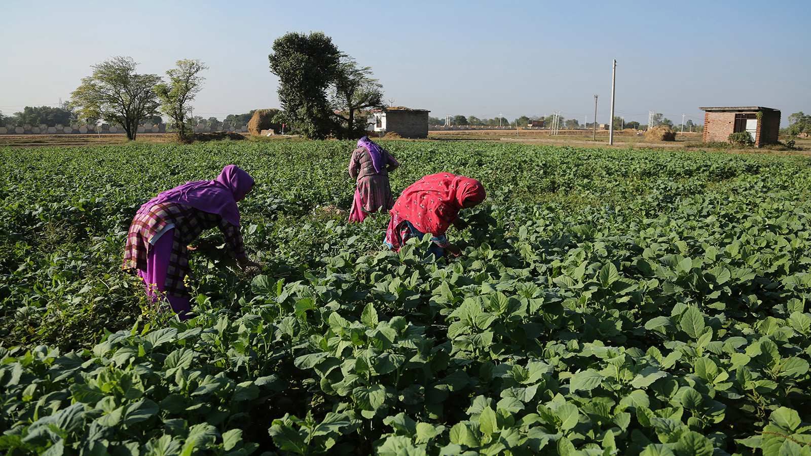 After a year of peasant struggles, India repealed the land reform laws