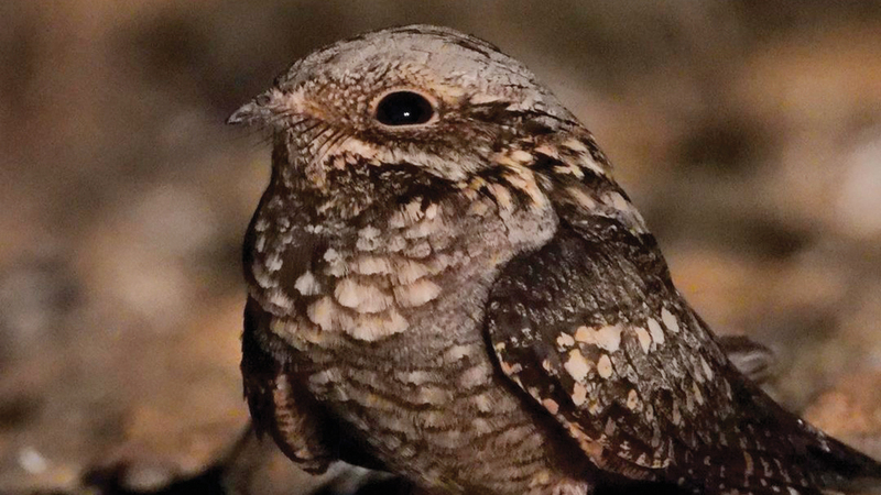 A citizen finds a strange bird and calls competent authorities