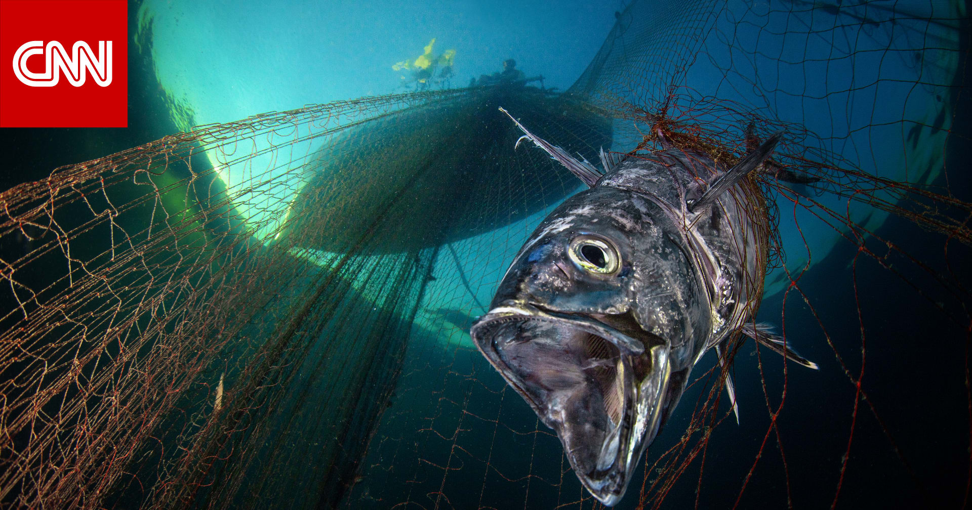 “Strength and perseverance” was shown by the tuna trapped in the nets of the Mediterranean Sea