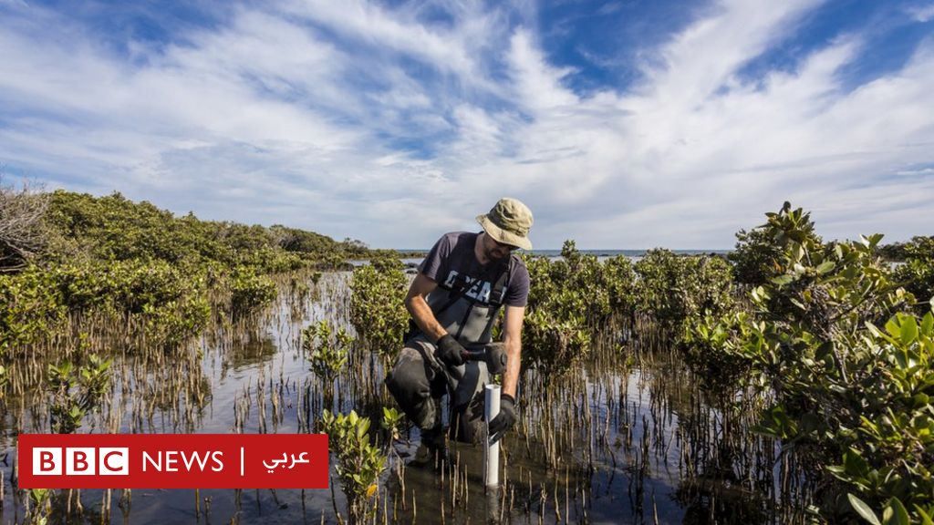 Climate change: What is carbon sequestration and can it save our planet?