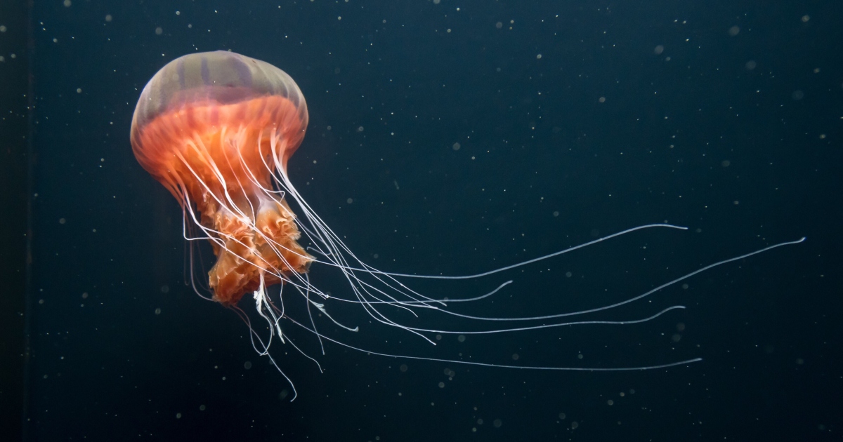 How does a jellyfish resume its “almost” infinite life path?  |  Science