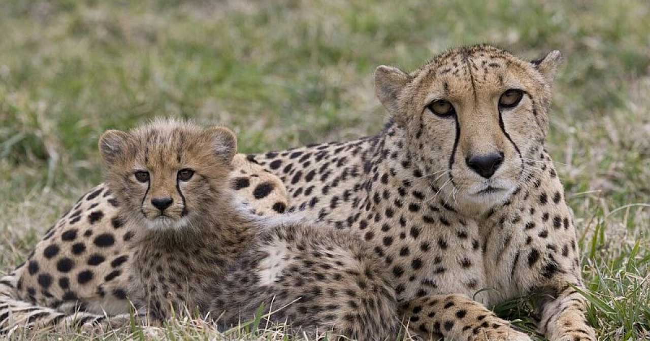 Captive first childbirth .. Asian female leopard gives birth to 3 cubs in Iran!