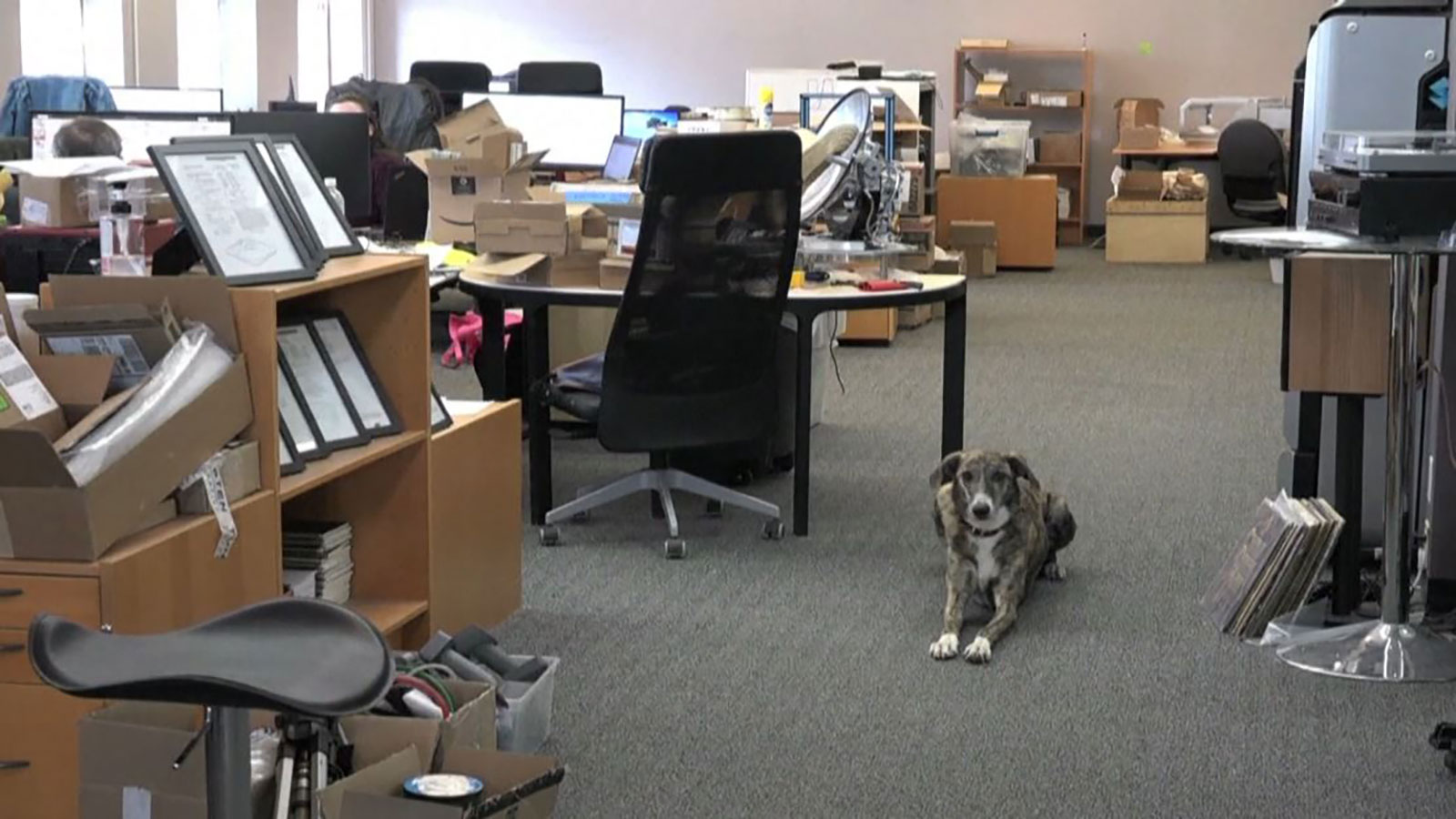 In Canada .. dogs go to work with their owners (video)