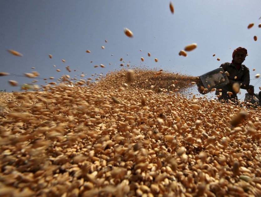 Prices of wheat and maize have been falling steadily for the past two months