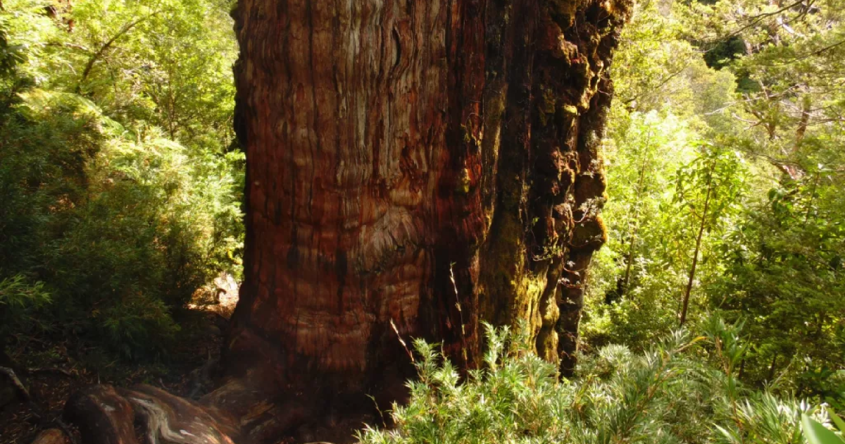 The Grandfather Tree “Cran Apollo” is probably the oldest tree in the world  Science