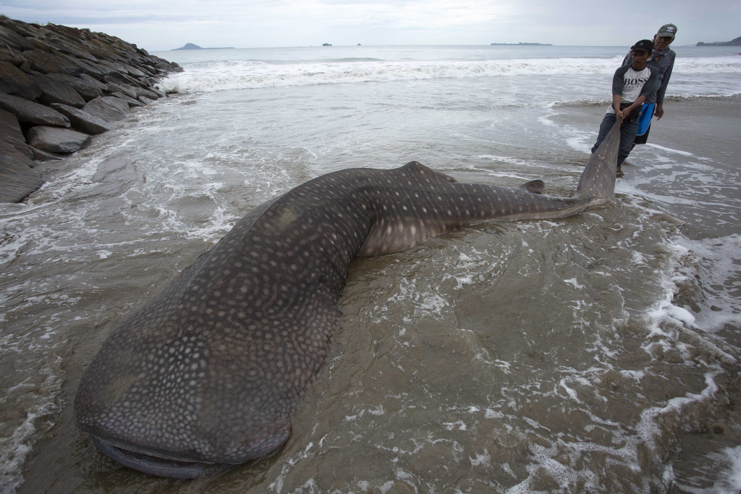 The whale shark..a discovery that overturns “everything scientists thought”.