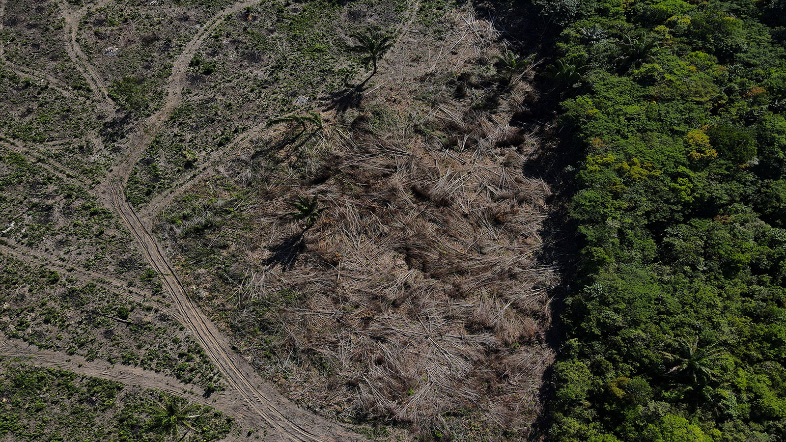 Destruction of the “lungs of the world” is accelerating