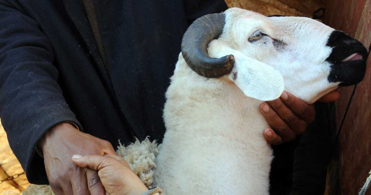 Salt, yeast and hormones… Morocco deals with the fattening tactics of sacrificial animals