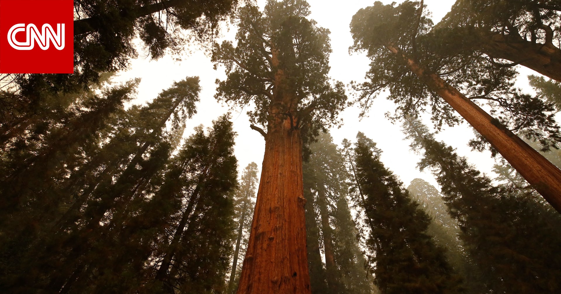 World’s “biggest” tree to raise eyebrows…what’s its secret?